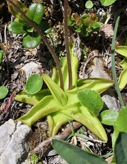 Pinguicula alpina