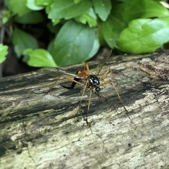 Tanyptera dorsalis