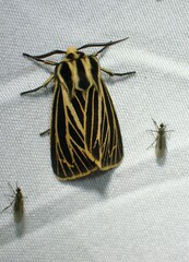 Apantesis virguncula