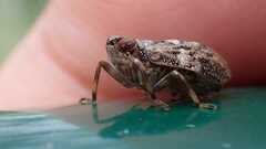 Issus coleoptratus