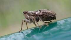 Issus coleoptratus