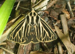 Apantesis virguncula