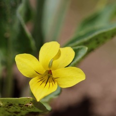 Viola vallicola