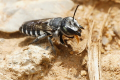 Megachile