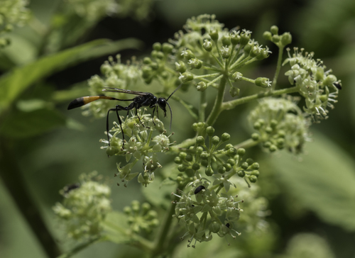 Aralia bicrenata (Aralia bicrenata)