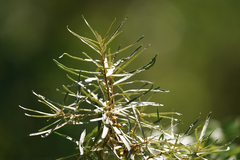 Hippophae rhamnoides