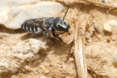 Megachile
