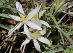 Leucocrinum montanum