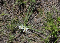 Leucocrinum montanum