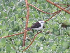 Fluvicola albiventer