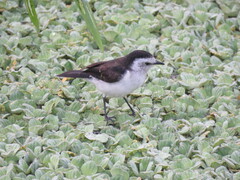 Fluvicola albiventer