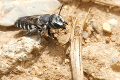Megachile