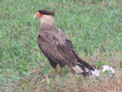 Caracara plancus