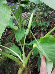 Xanthosoma pubescens