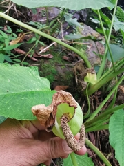 Xanthosoma pubescens