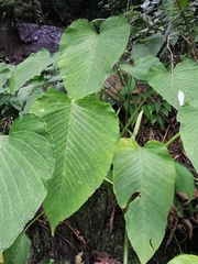 Xanthosoma pubescens