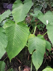Xanthosoma pubescens