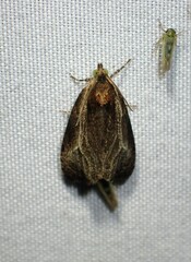 Olethreutes quadrifidum