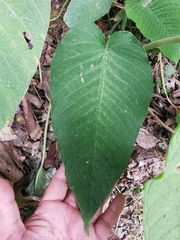 Xanthosoma pubescens
