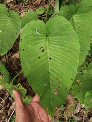Xanthosoma pubescens