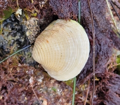 Chione undatella