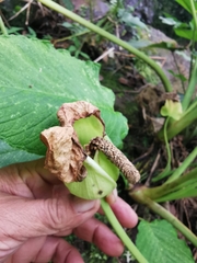 Xanthosoma pubescens