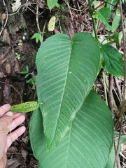 Xanthosoma pubescens