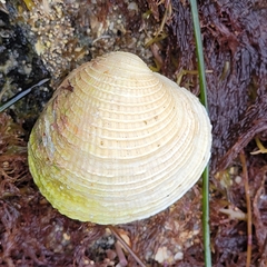Chione undatella