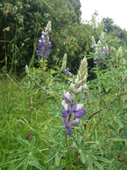 Lupinus bogotensis