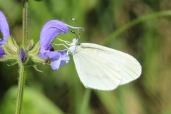 Dismorphiinae