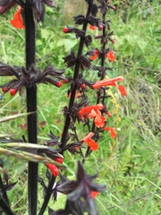 Salvia rubescens