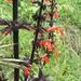 Salvia rubescens - Photo (c) Camila Plata, algunos derechos reservados (CC BY), subido por Camila Plata