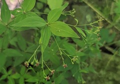 Galium latifolium