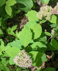Spiraea corymbosa