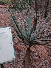 Aloe suzannae