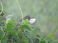 Saltator coerulescens