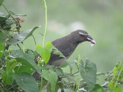 Saltator coerulescens
