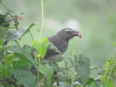Saltator coerulescens