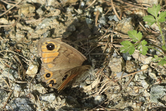 Lasiommata petropolitana