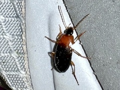Calathus melanocephalus