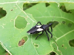 Apiomerus elatus