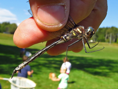 Somatochlora elongata
