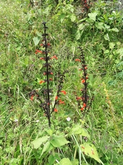 Salvia rubescens