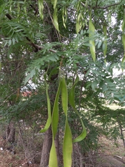 Gleditsia triacanthos