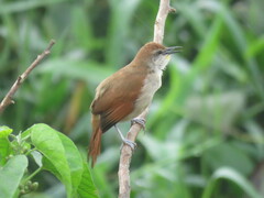 Certhiaxis cinnamomeus