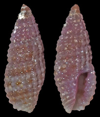 Kermia pumila