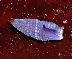 Kermia pumila