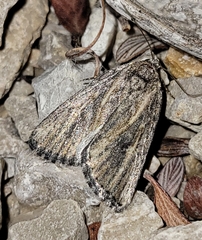 Condica temecula
