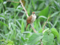 Certhiaxis cinnamomeus