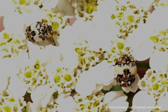 Anthrenus isabellinus